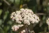 A close-up of a cluster of small white and pink flowers with yellow centers, set against a blurred green and brown background. Produktbild-Vorschau