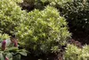 Pieris japonica 'Variegata', Japanische Lavendelheide, Produktbild-Vorschau 1