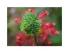 10x Calliandra calothyrsus Garten Pflanzen - Samen ID1154 Produktbild-Vorschau 7