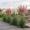 Stauden Gänge 2 x Cortaderia selloana im 1 Liter Topf - Produktbild-Vorschau 4