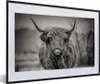 MuchoWow® Gerahmtes Poster Schottischer Highlander - Produktbild-Vorschau 1