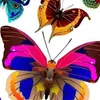 AG Design Wandstickers Schöne bunte Schmetterlinge, 65 x 85 Produktbild-Vorschau 9