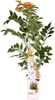 Trabka pomaranczowa - roslina ogrodowa, srednica 15cm, Podgląd zdjęcia produktu 3