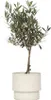 A potted olive tree against a white background. Produktbild-Vorschau