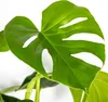 Bloomique - Monstera Deliciosa - Roślina serowa - Rośliny Podgląd zdjęcia produktu 3