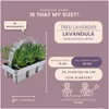 Plants by Frank | 48 Weißer Duft-Lavendel Pflanzen | Produktbild-Vorschau 4