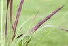 Imperata cylindrica 'Red Baron', Japanisches Blutgras, ca. Produktbild-Vorschau 7