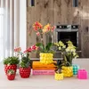 Kolibri Home Keramik Beerentopf - Ø6 cm Produktbild-Vorschau 9