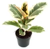 Bíle zbarvený kaučukovník - Ficus elastica "Tineke" - 11cm Náhled obrázku produktu 2