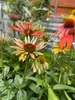 6 x Echinacea purpurea 'Cheyenne Spirit' - Sonnenhut - Topf Produktbild-Vorschau 2