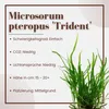 Aquarium Pflanze 3 Stück Microsorum pteropus 'Trident' Produktbild-Vorschau 3