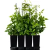 Four black pots containing green plants are arranged in a tray against a white background. Produktbild-Vorschau