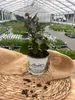 Enseleits 3er Set Parakresse  Pflanze, Prickelknöpfe, Produktbild-Vorschau 2
