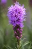 Liatris spicata 'Kobold', Prachtscharte, violett, ca. 9x9 Produktbild-Vorschau 3
