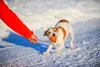 Palla per cani premium su corda, ultraleggera, innocua, Anteprima dell’immagine prodotto 3