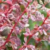 2 x  Prugnolo  - Berberis thunbergii 'Harlequin'  | 30-40 Anteprima dell’immagine prodotto 1