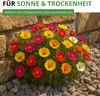 Portulakröschen Gefüllte Mischung Samen - Portulaca Produktbild-Vorschau 5