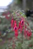 Fuchsia magellanica 'Riccartonii', winterhart, rot-violett, Podgląd zdjęcia produktu 1