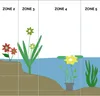 Bloomique - Zestaw 2 szt. - Hydrocotyle Variegata - Wąkrota Podgląd zdjęcia produktu 5