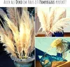 Amerikanisches Pampasgras (Cortaderia selloana) - Produktbild-Vorschau 5