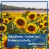 Kiepenkerl Gründüngung Winterraps Brassica napus 1 kg Produktbild-Vorschau 2