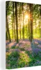 MuchoWow® - Leinwandbilder - Frühling - Wald - Sonne, Produktbild-Vorschau 1