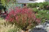 Stauden Gänge 3 x Gaura lindheimeri 'Siskiyou Pink‘ - Produktbild-Vorschau 1