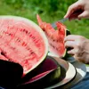 Wassermelone Samen (Citrullus lanatus) - Exotische Melonen Produktbild-Vorschau 5