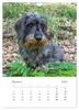 Dackel(augen)blicke (Wandkalender 2027 DIN A4 hoch), Produktbild-Vorschau 12