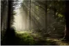 MuchoWow® Poster Wald - Baum - Nebel 60x40 cm - Produktbild-Vorschau 1