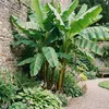 Bloomique - Musa basjoo - Banan ogrodowy - Roślina bananowa Podgląd zdjęcia produktu 6