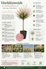 Wierzba arlekinowa, sadzonki 120–140 cm – Salix integra Podgląd zdjęcia produktu 2