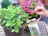 Naturen  Düngerstäbchen - 30 Stück Produktbild-Vorschau 4