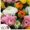 Renoncule - Set de 80 - Ranunculus - Bulbes à fleurs Voir les images du produit 1