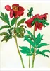 Kunstkarten-Topseller-Set Albrecht Dürer Produktbild-Vorschau 3