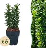 Japanischer Spindelstrauch Euonymus japonicus Green Spire Produktbild-Vorschau 2