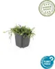 Leptinella squalida – Bodendecker – 24 Pflanzen – Ø9cm – Produktbild-Vorschau 3