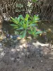 Stelzenmangrove (Rhizophora apiculata) - 1 Samen Produktbild-Vorschau 4