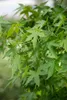Liquidambar styraciflua 'Worplesdon', Amberbaum, 80–100 cm Produktbild-Vorschau 6