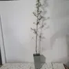 Olivello spinoso Moskwiczka 2L Anteprima dell’immagine prodotto 2