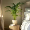 Areka - Dypsis lutescens - Wysokość 60-70cm - ⌀17cm Podgląd zdjęcia produktu 5