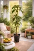 A sunroom or conservatory filled with plants, featuring a large potted plant as the focal point, along with wicker furniture and decorative lanterns. Podgląd zdjęcia produktu