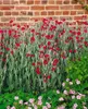 Lychnis coronaria, Lichtnelke, silbrig-grau, ca. 9x9 cm Produktbild-Vorschau 10