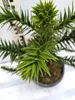 Araucaria araucana Andentanne Affenschwanzbaum 40–50 cm im Produktbild-Vorschau 4