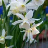Blumenzwiebelmischung - 125 Stk - Allium, Narcissus, Produktbild-Vorschau 4