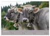 Allgäuer Rindvieh 2027 (Wandkalender 2027 DIN A2 quer), Produktbild-Vorschau 5