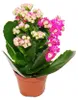 Mini-Kalanchoe „Rosalina“ – Set mit 3 verschiedenen Produktbild-Vorschau 6