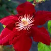 Clematis Hagley Hybrid - Clematis Rood - Ø15cm - ↕65cm Voir les images du produit 8