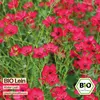 Samenliebe  Lein Samen | Roter Lein - samenfestes  Saatgut Produktbild-Vorschau 4