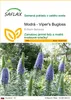SAFLAX - Modrá - Viper's Bugloss - Echium fastuosa - 100 Náhľad obrázku produktu 1